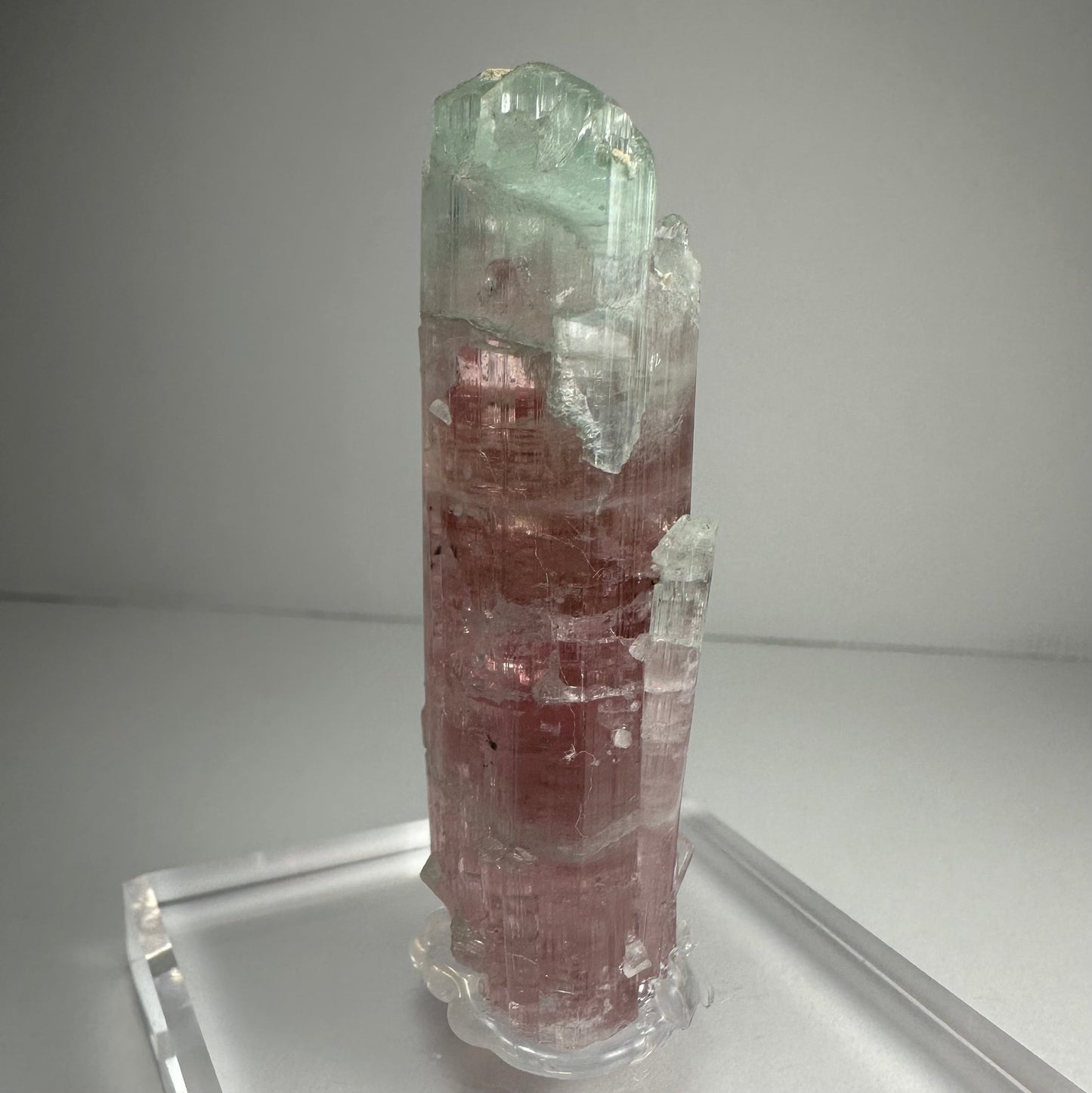 Watermelon tourmaline photographed from the side against a dark background