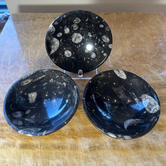 Polished black limestone bowl with white orthoceras fossils across its surface