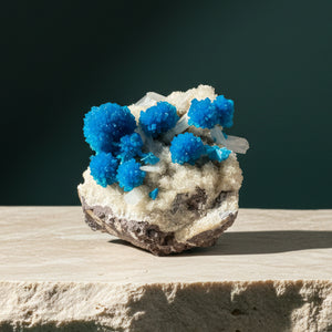 Cavansite specimen on a pale limestone plinth against a deep green backdrop, blue crystal rosettes clustered on a cream stilbite crust