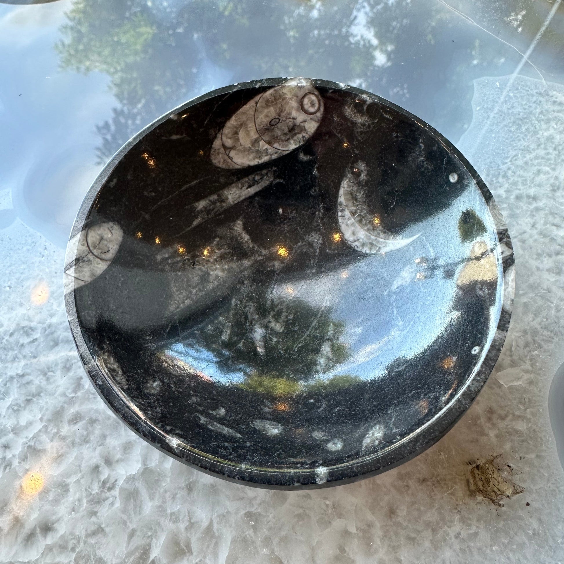 Side profile of the polished black limestone fossil bowl