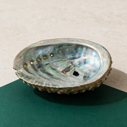 Abalone Shell — 5-Inch Natural Smudge Bowl – product view